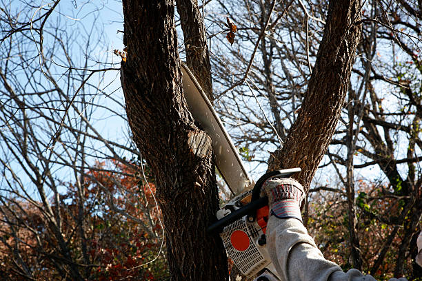 Professional Tree Care in Ardmore, TN